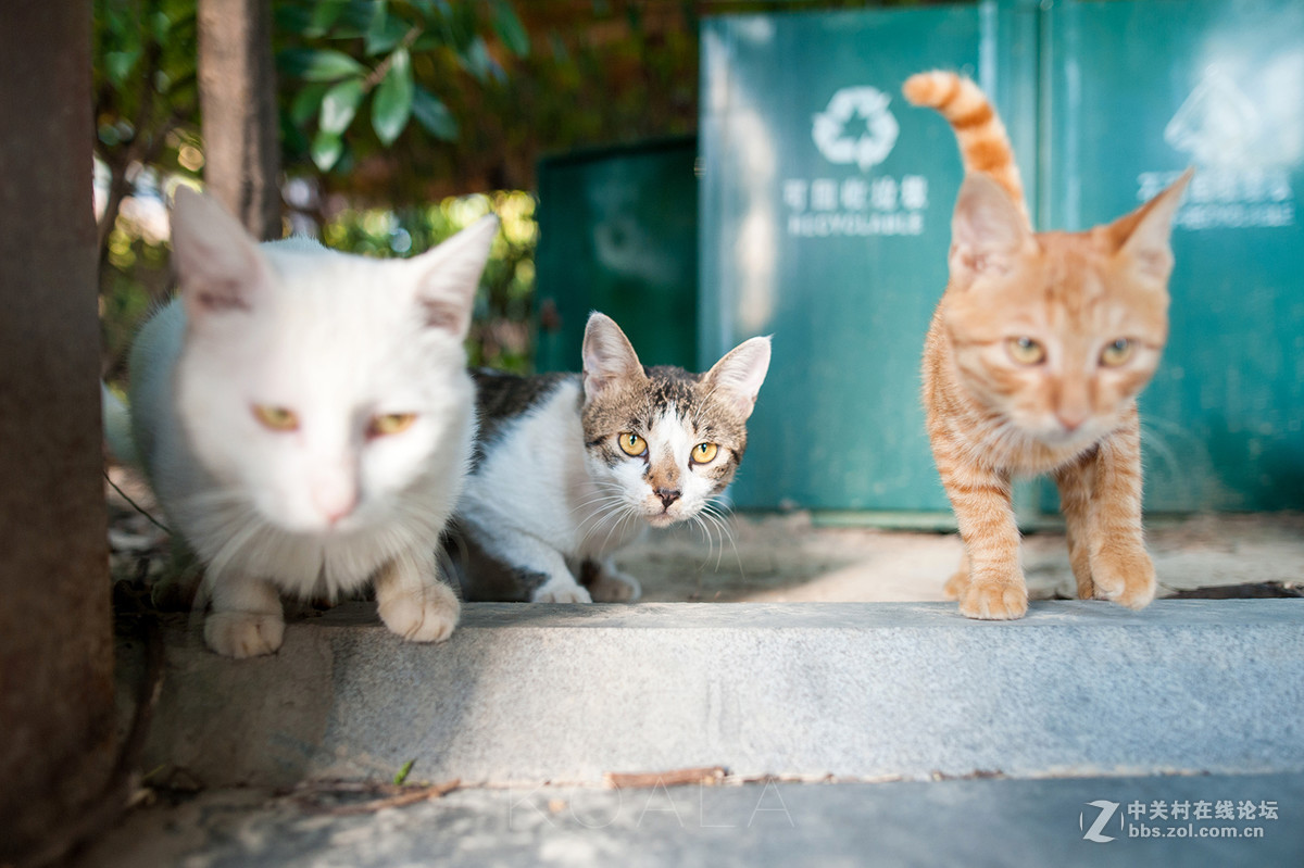 【考拉作品】霸气测漏的猫丐帮