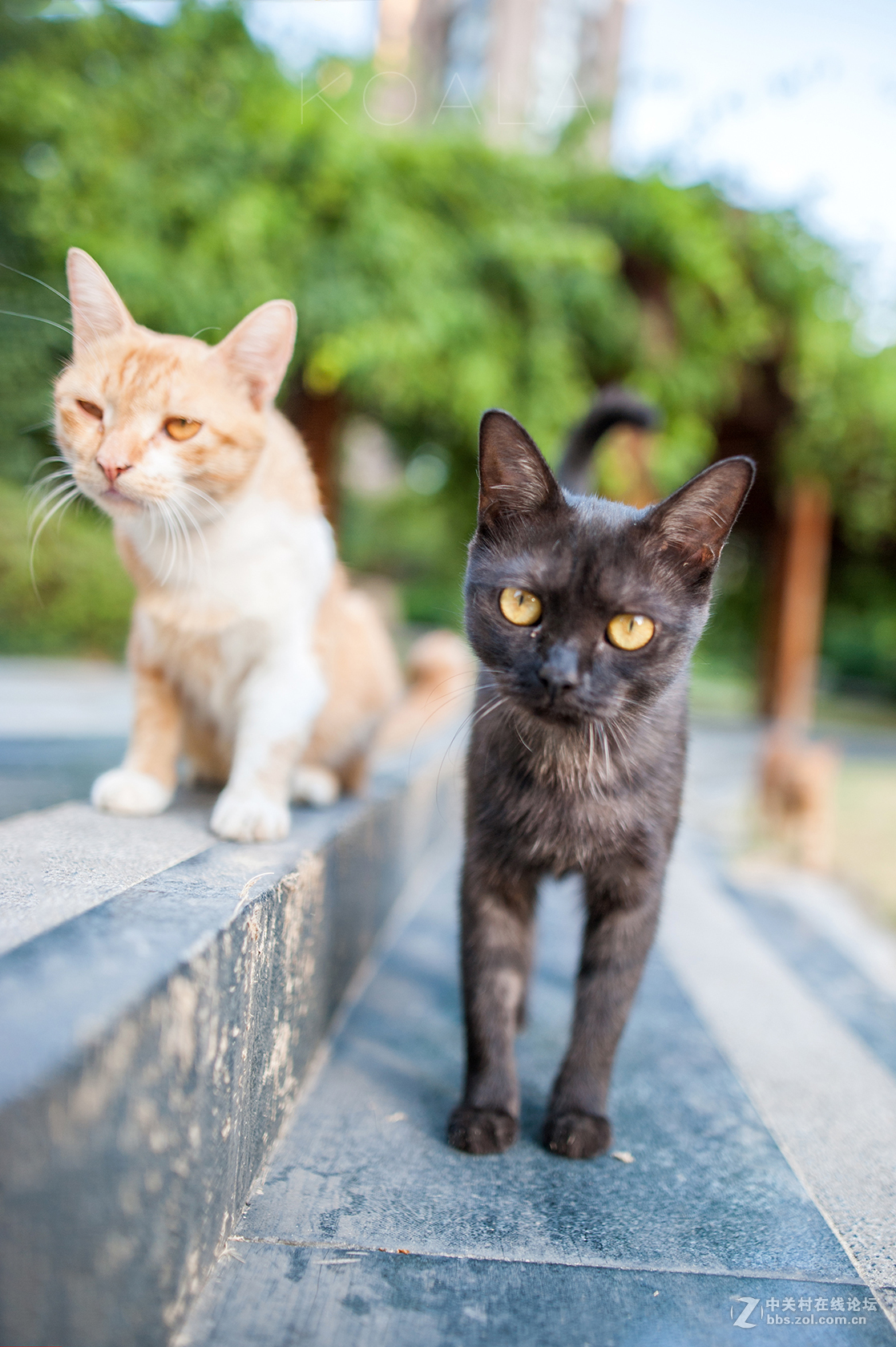 【考拉作品】霸气测漏的猫丐帮