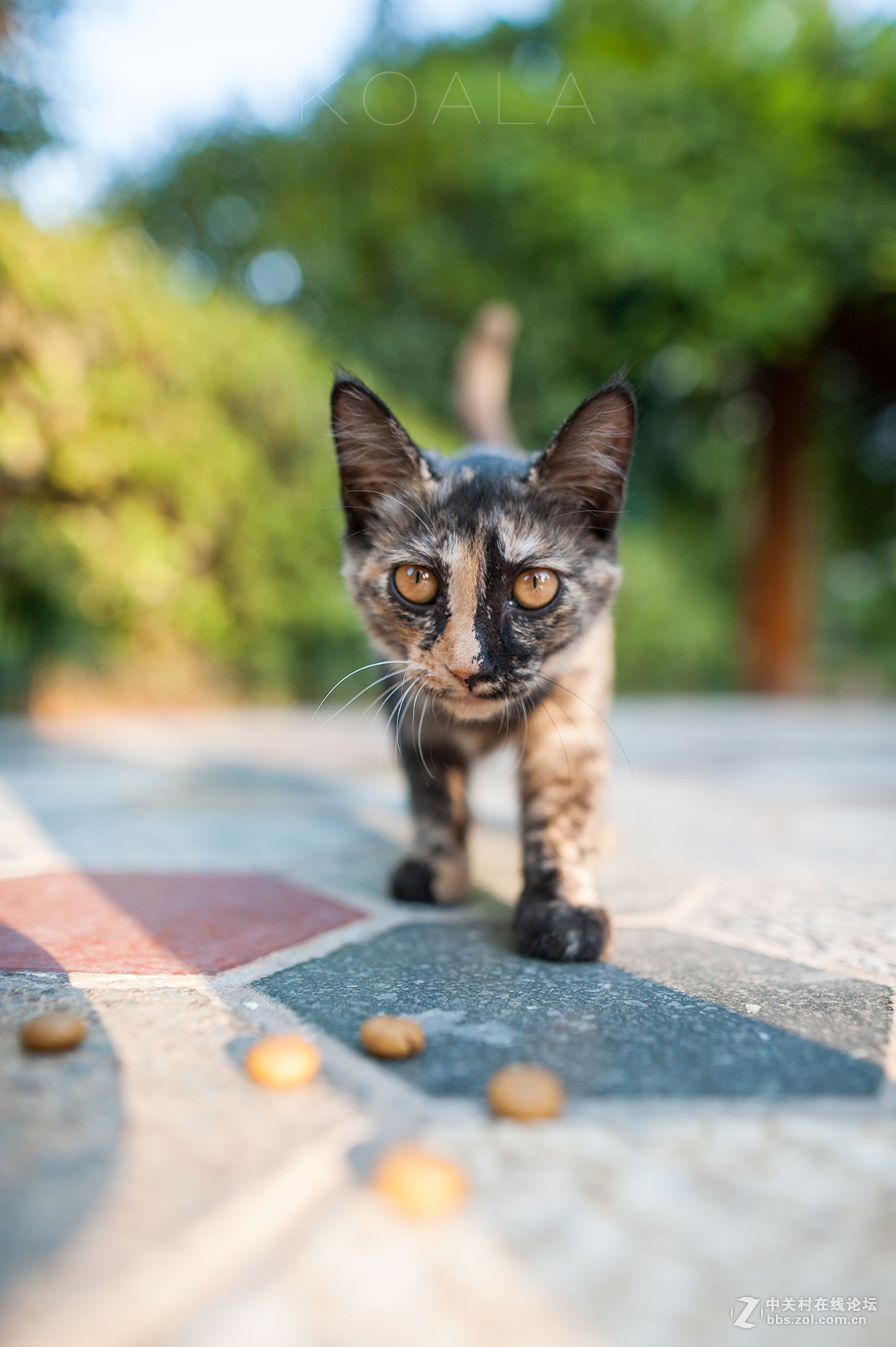 【考拉作品】霸气测漏的猫丐帮