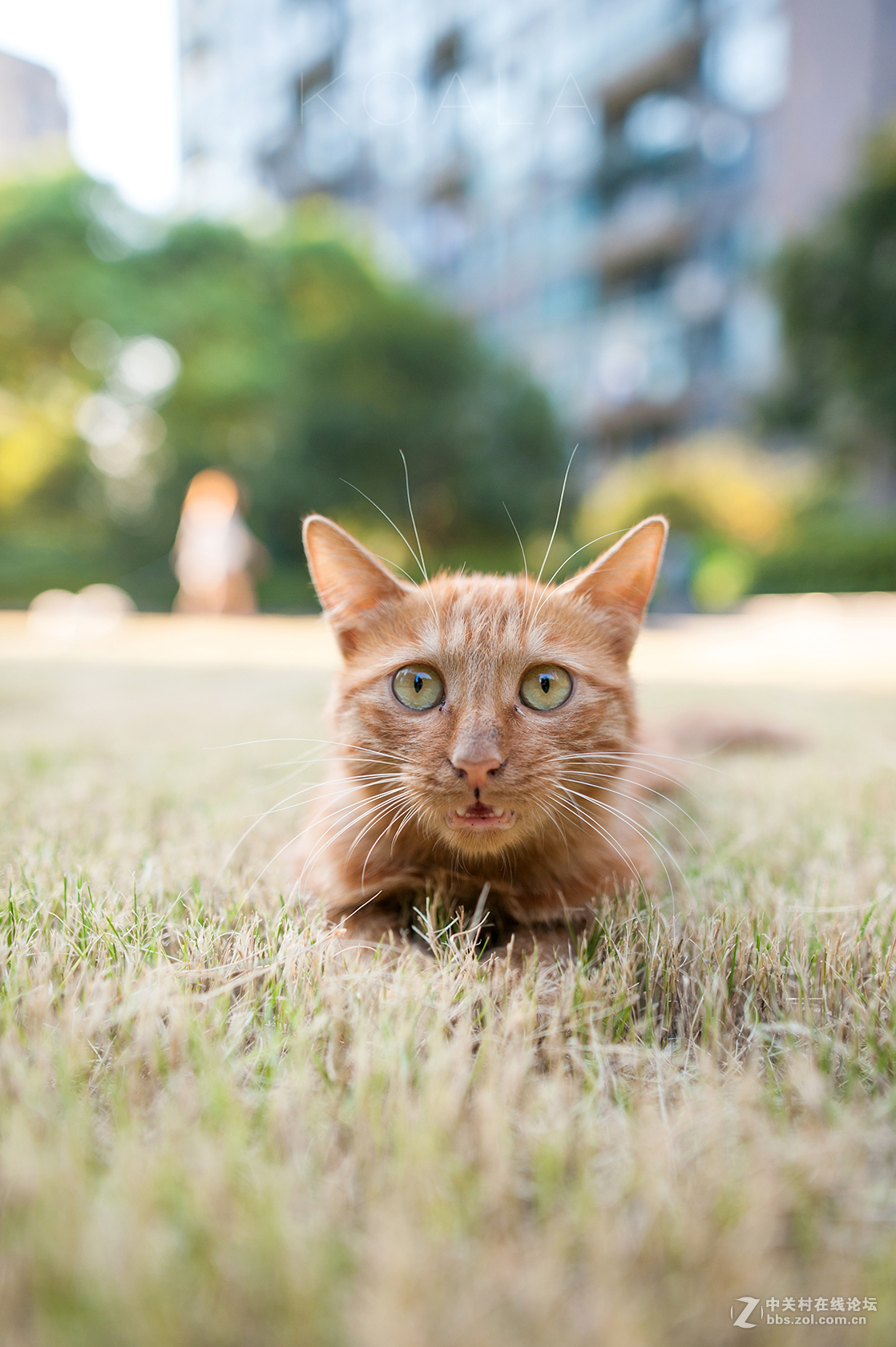 【考拉作品】霸气测漏的猫丐帮
