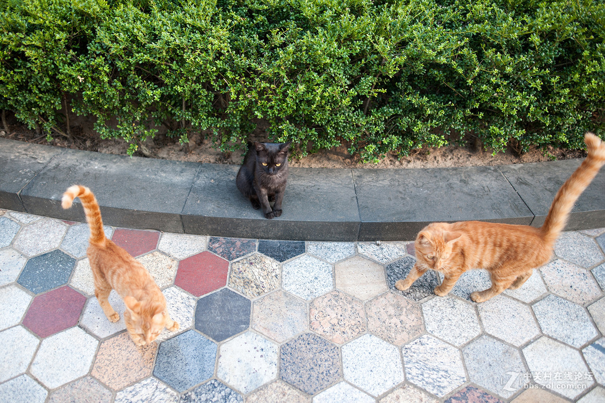 【考拉作品】霸气测漏的猫丐帮