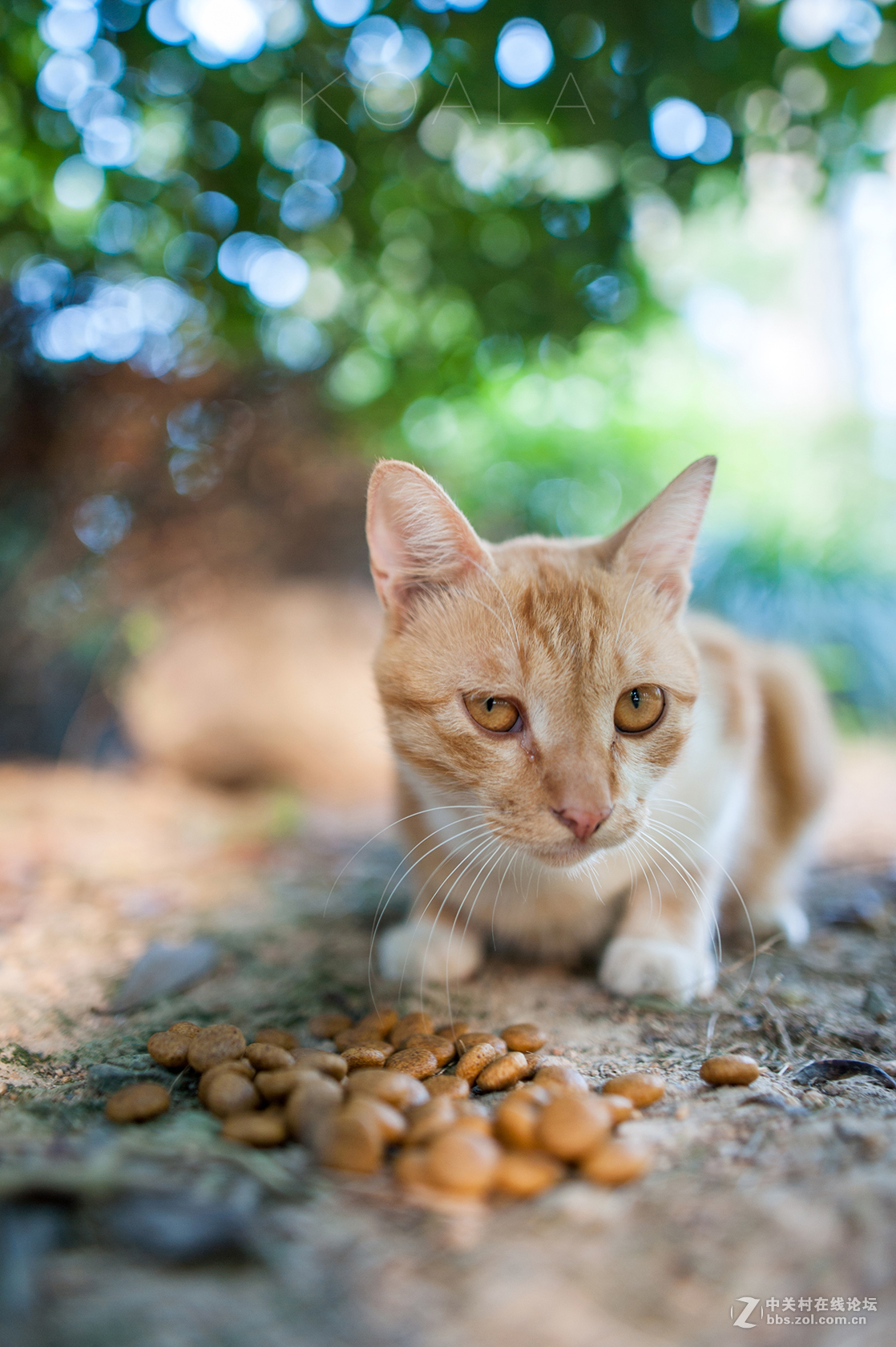 【考拉作品】霸气测漏的猫丐帮