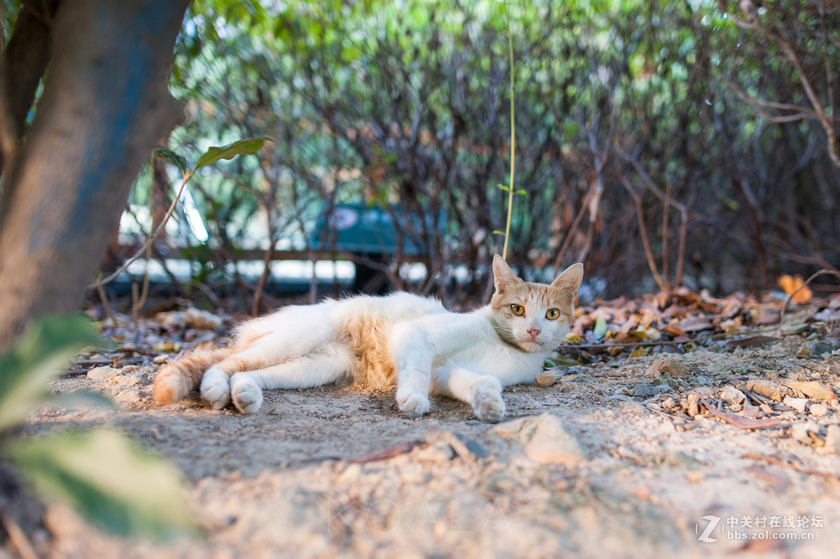 【考拉作品】霸气测漏的猫丐帮