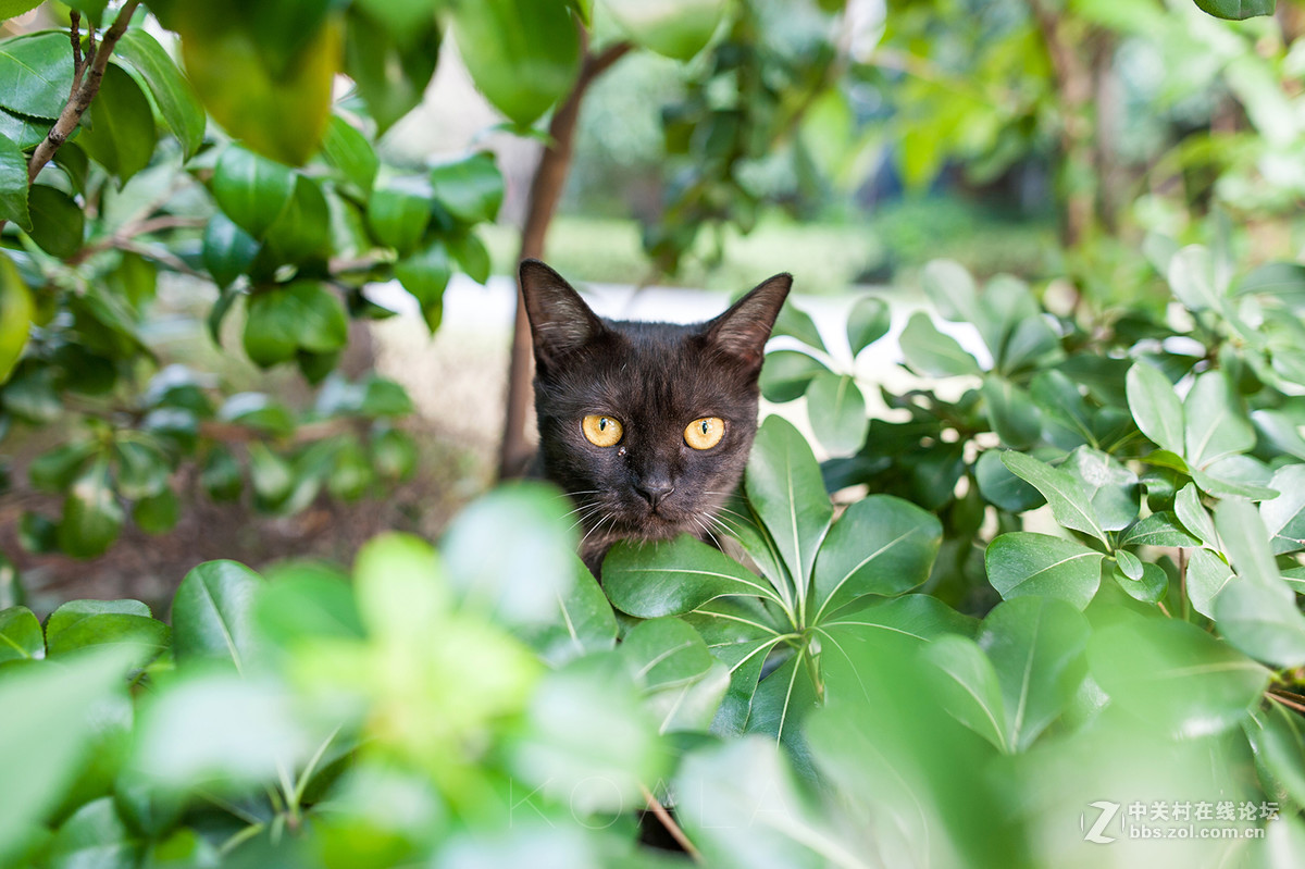 【考拉作品】霸气测漏的猫丐帮