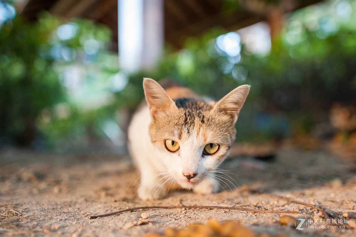 【考拉作品】霸气测漏的猫丐帮