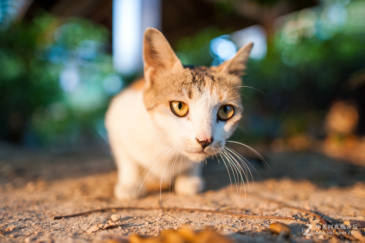【考拉作品】霸气测漏的猫丐帮