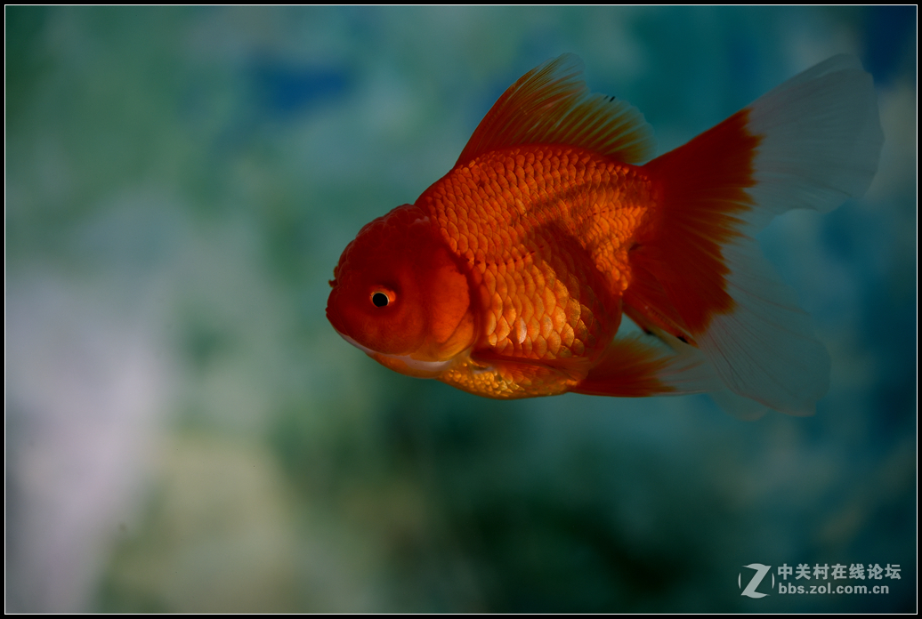 中山公园拍金鱼