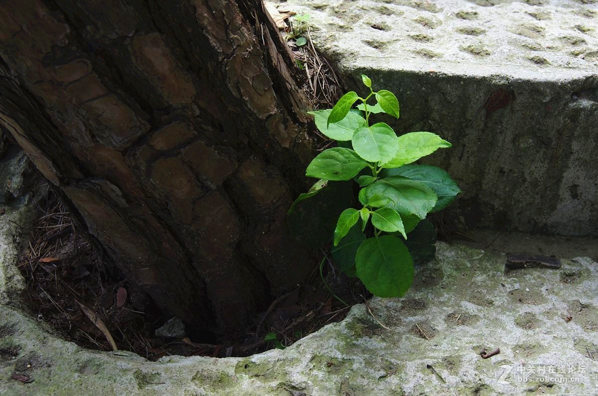 『天蒙山游记6』123...20P