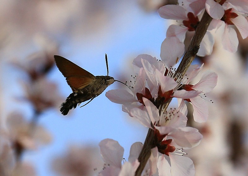 花翅长吮蛾我们叫葫芦蔓