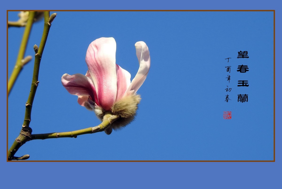 舞春风的望春玉兰