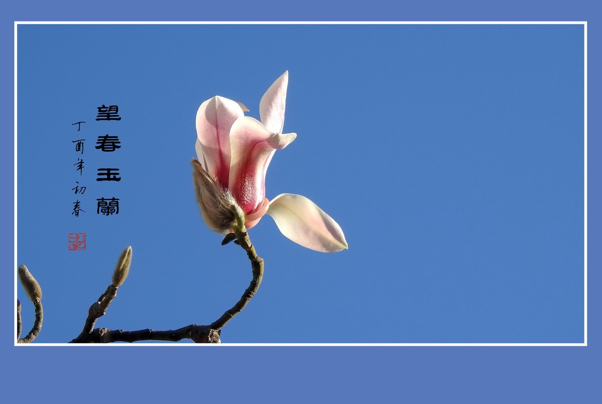 舞春风的望春玉兰