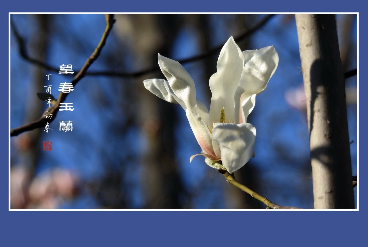 舞春风的望春玉兰