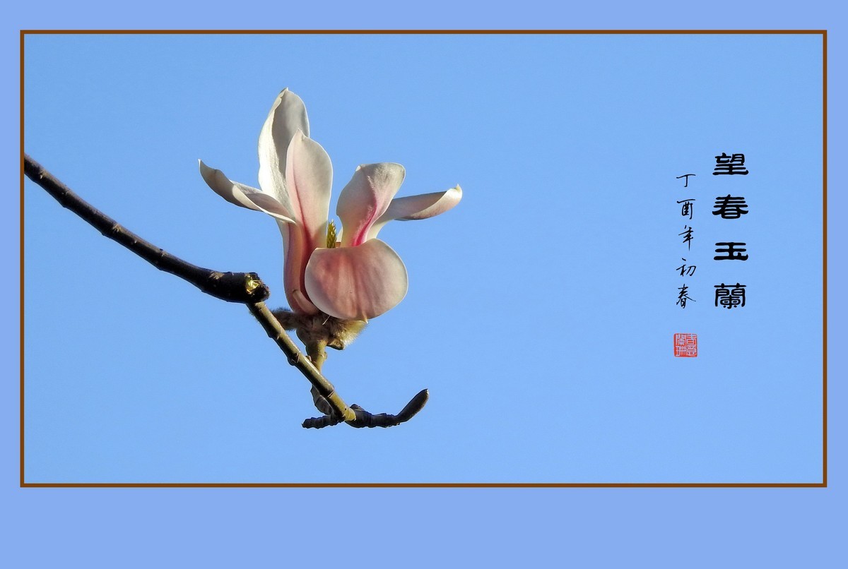 舞春风的望春玉兰