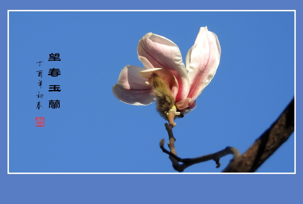 舞春风的望春玉兰
