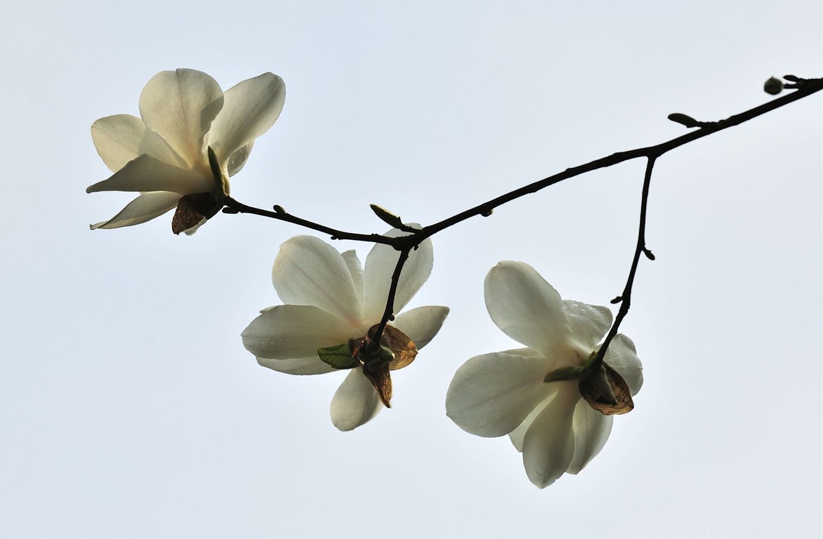 白玉兰花