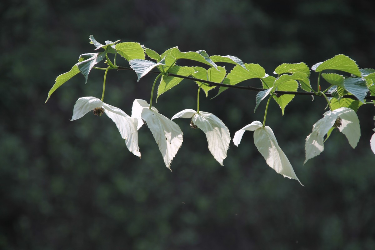 鸽子花开 幸福到来  珙桐树上亿年的沉淀，如今人间精灵，（鸽子花城 珙桐之乡--纳雍