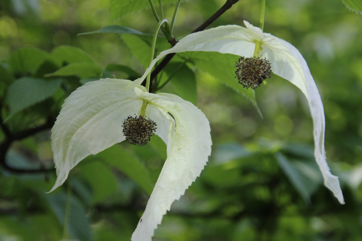 鸽子花开 幸福到来  珙桐树上亿年的沉淀，如今人间精灵，（鸽子花城 珙桐之乡--纳雍