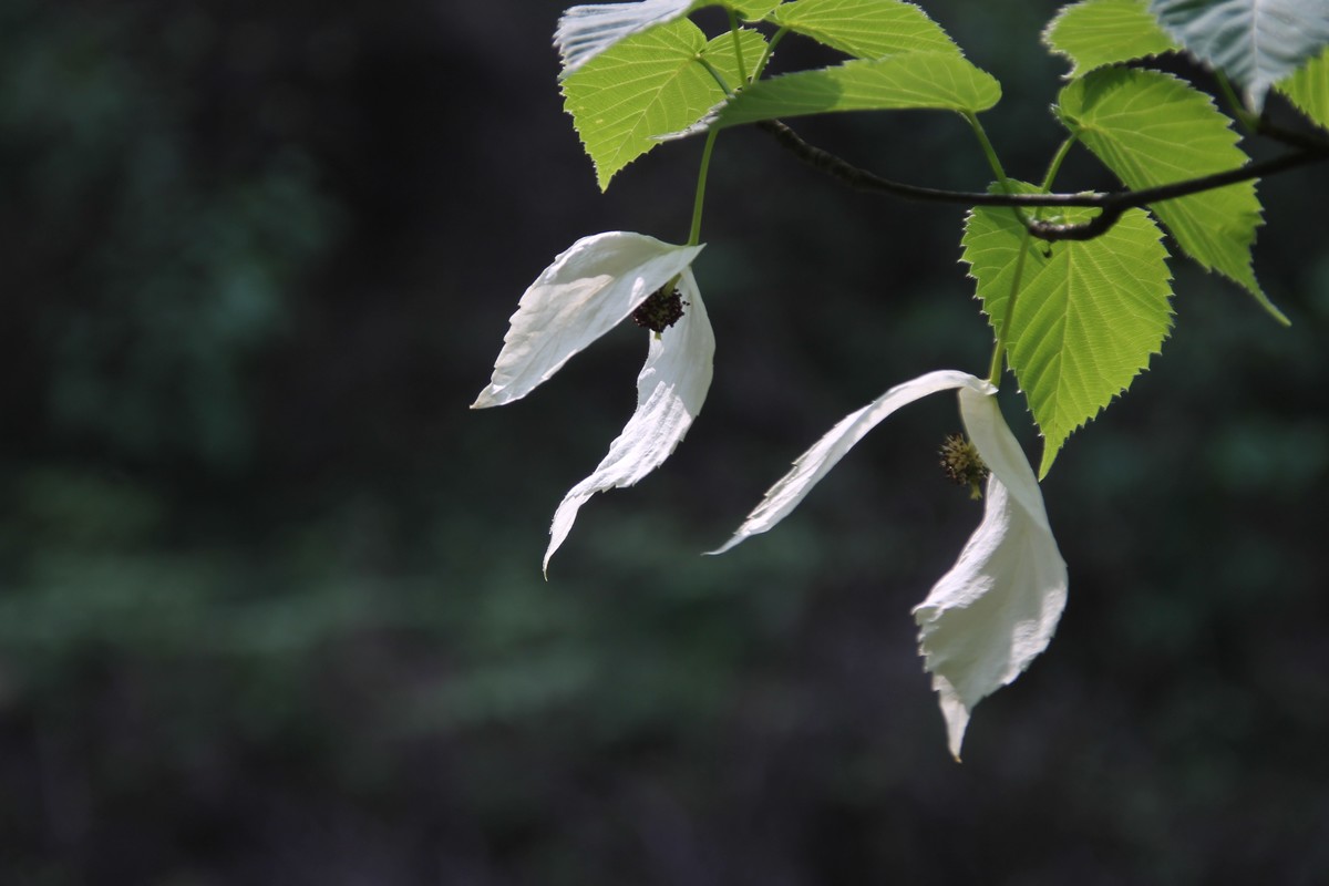 鸽子花开 幸福到来  珙桐树上亿年的沉淀，如今人间精灵，（鸽子花城 珙桐之乡--纳雍