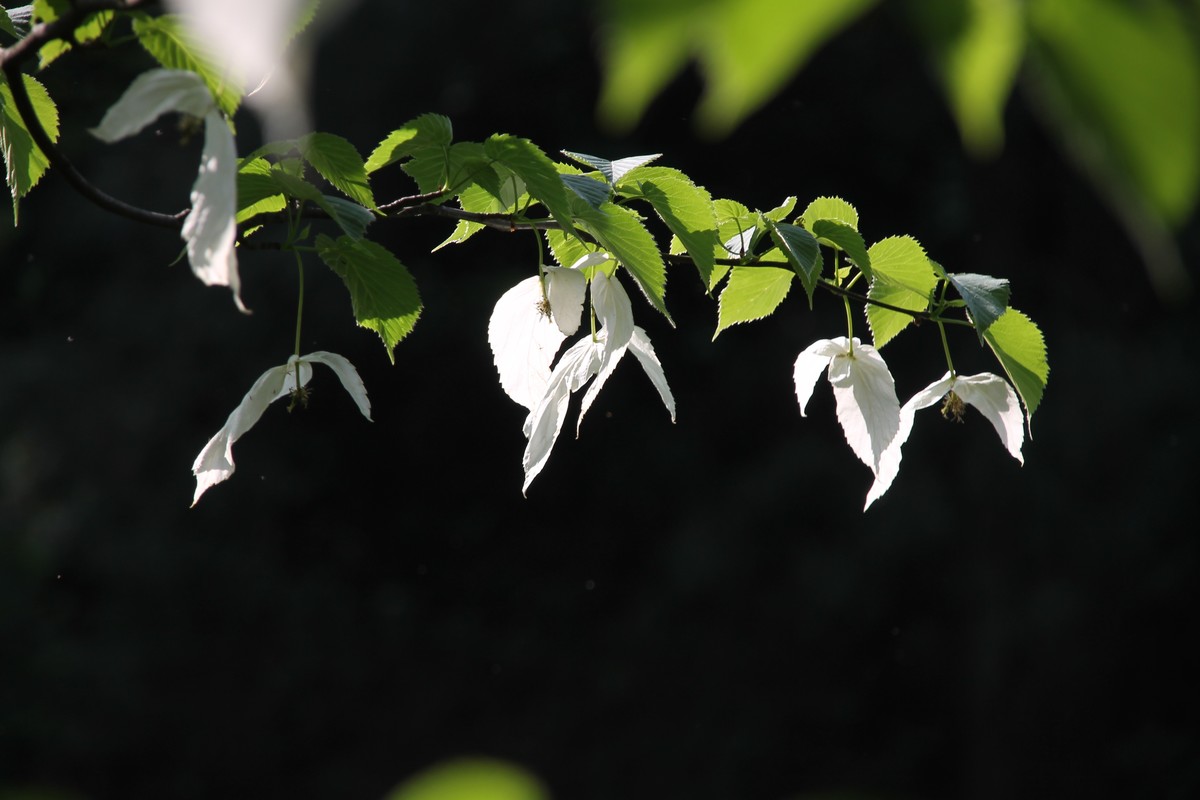 鸽子花开 幸福到来  珙桐树上亿年的沉淀，如今人间精灵，（鸽子花城 珙桐之乡--纳雍