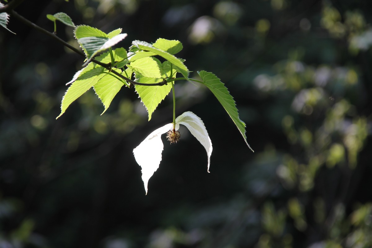 鸽子花开 幸福到来  珙桐树上亿年的沉淀，如今人间精灵，（鸽子花城 珙桐之乡--纳雍