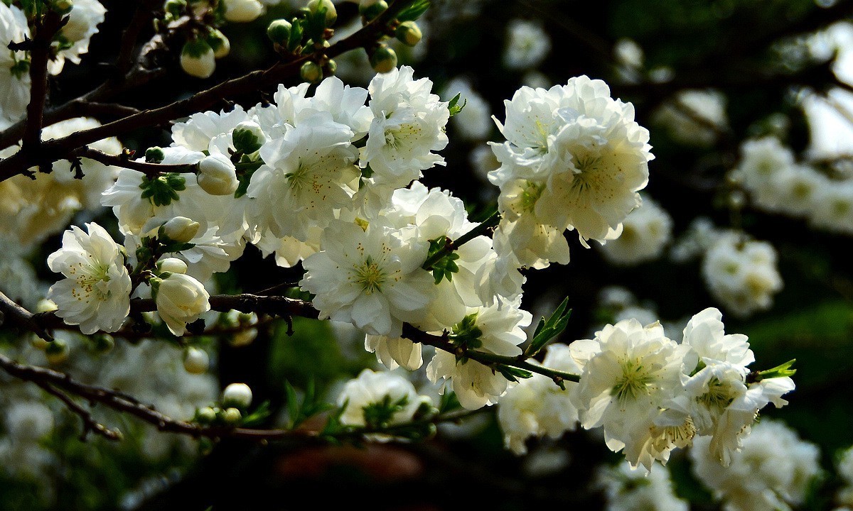 罕见的白色碧桃花