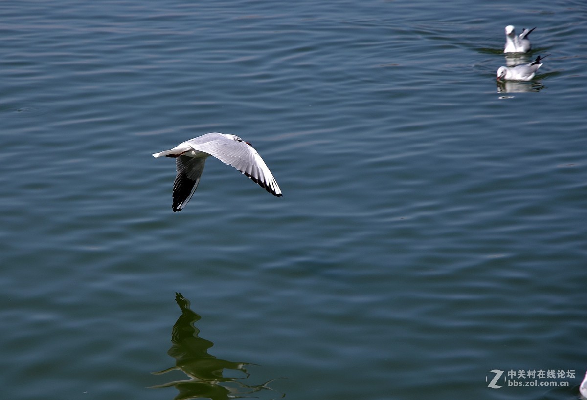 湖面飞鸥