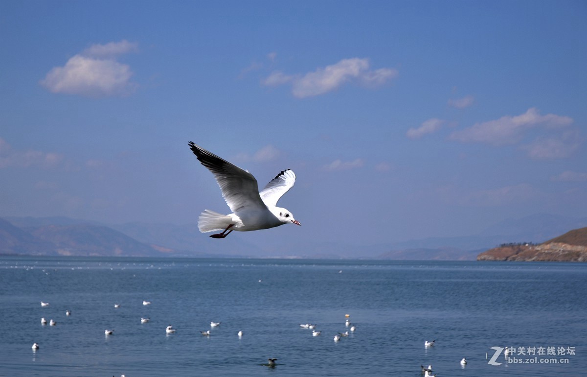 湖面飞鸥