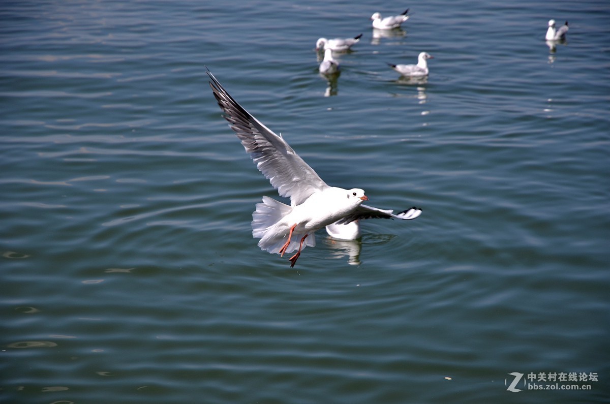 湖面飞鸥