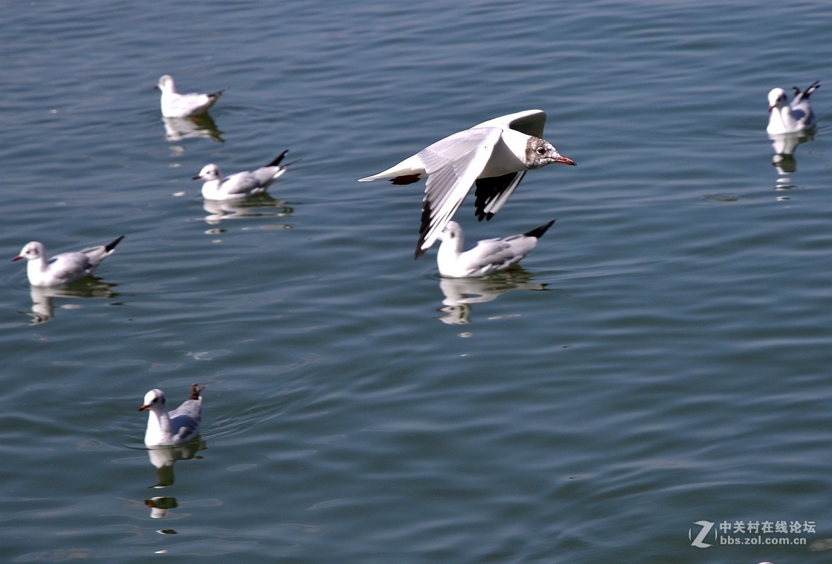 湖面飞鸥