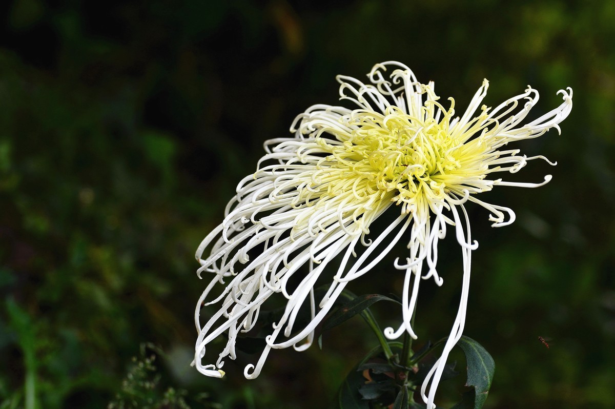 又到赏菊时    抛转以引玉
