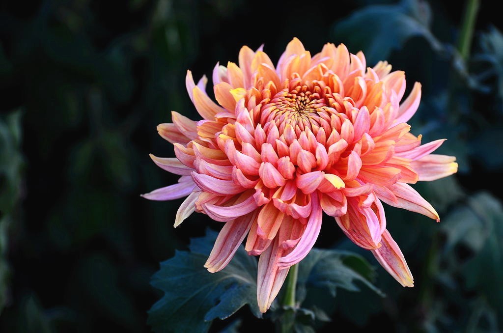 又到赏菊时    抛转以引玉