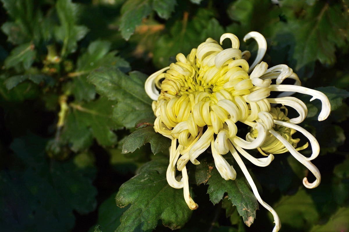 又到赏菊时    抛转以引玉