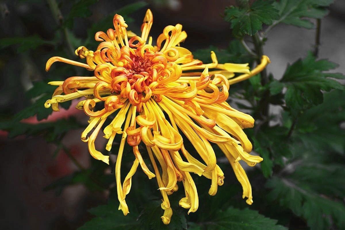 又到赏菊时    抛转以引玉