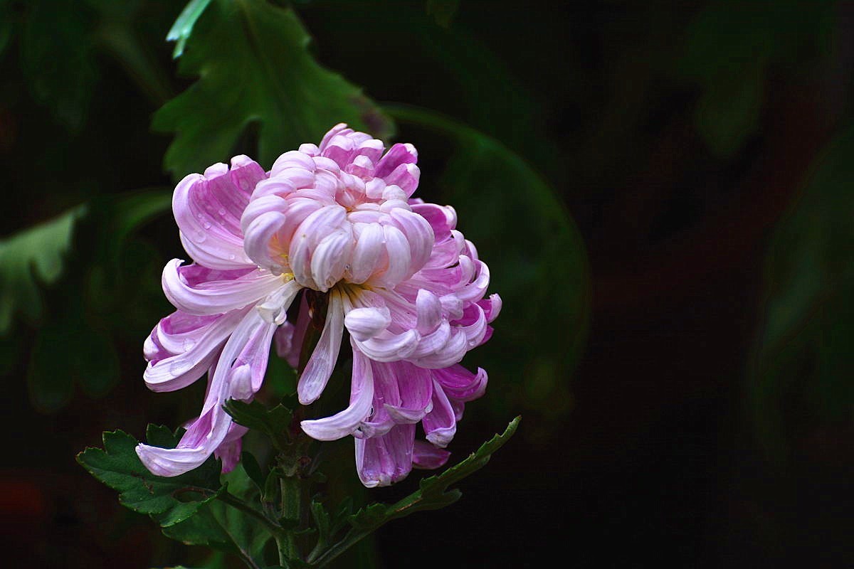 又到赏菊时    抛转以引玉