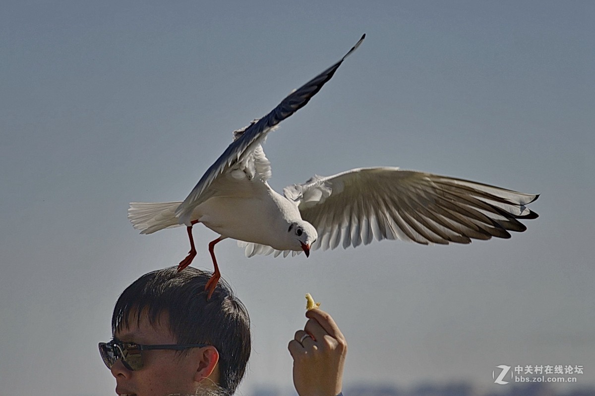 滇池人与鸥