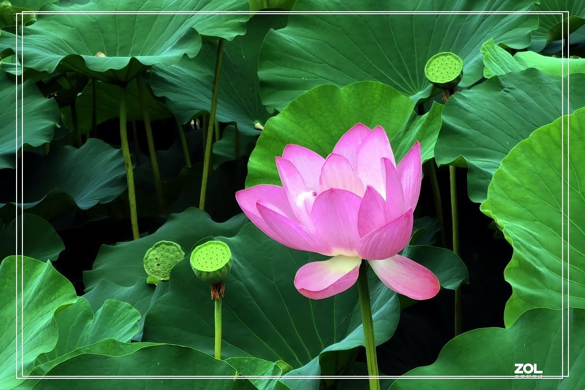 世纪公园赏荷花