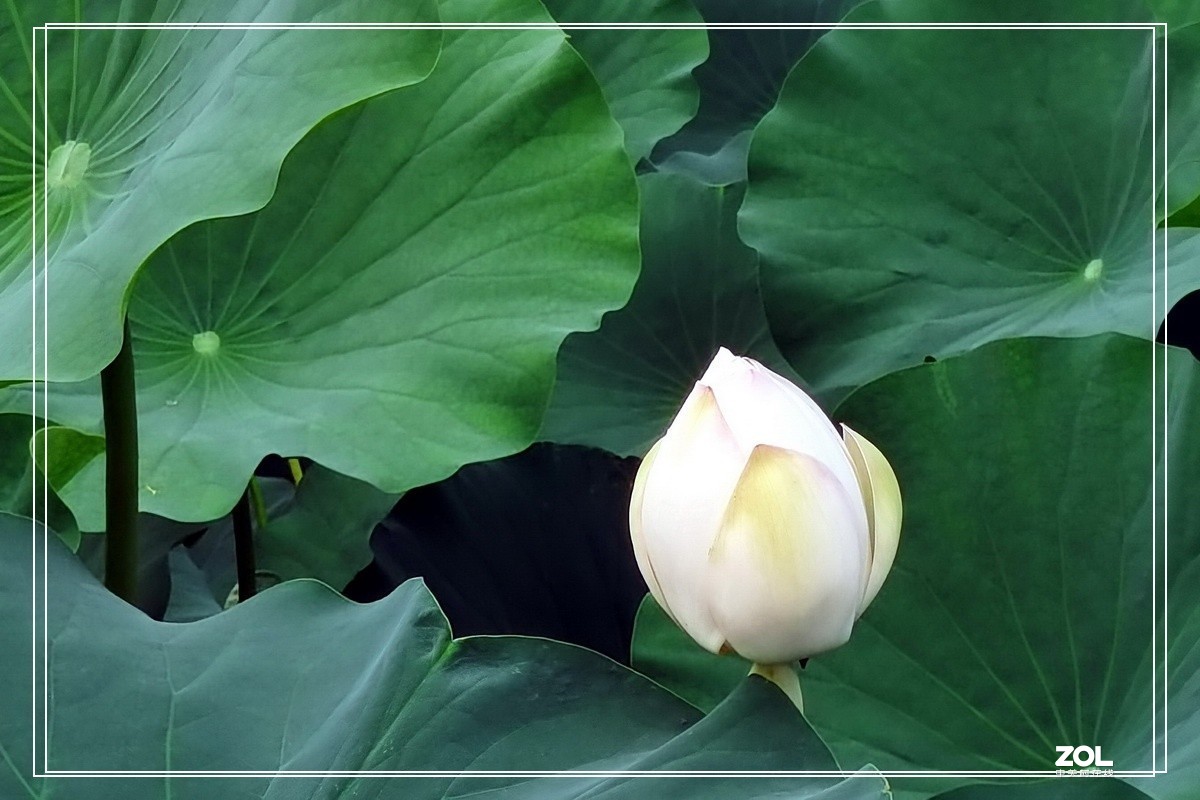 世纪公园赏荷花