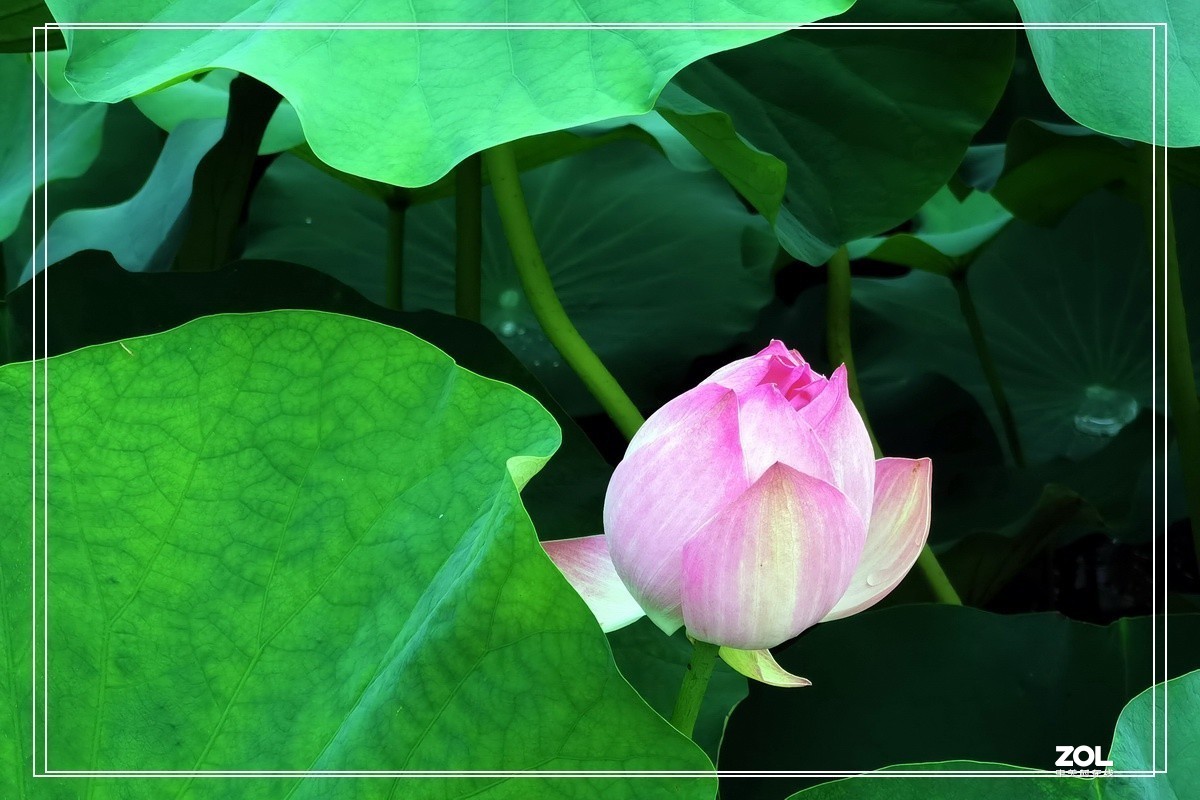 世纪公园赏荷花