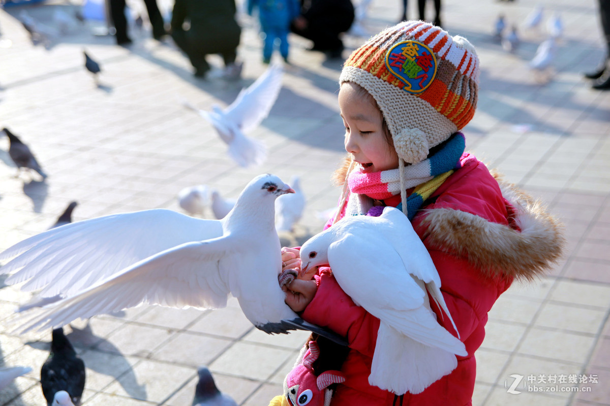 童趣兰州中央广场喂鸽子的小朋友