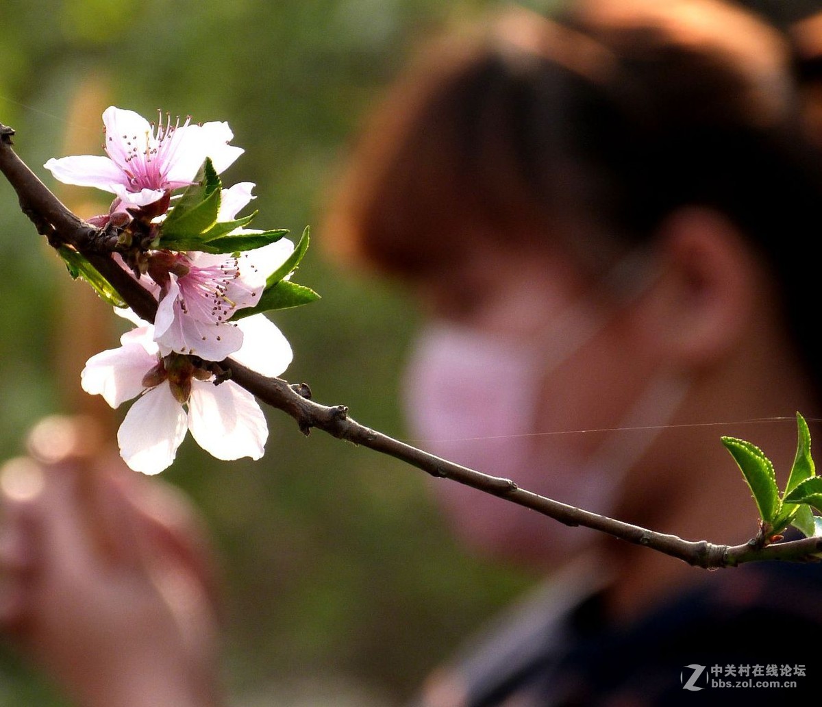 很久没有来了，今天拍机片桃花給松下各位版主祝兴。
