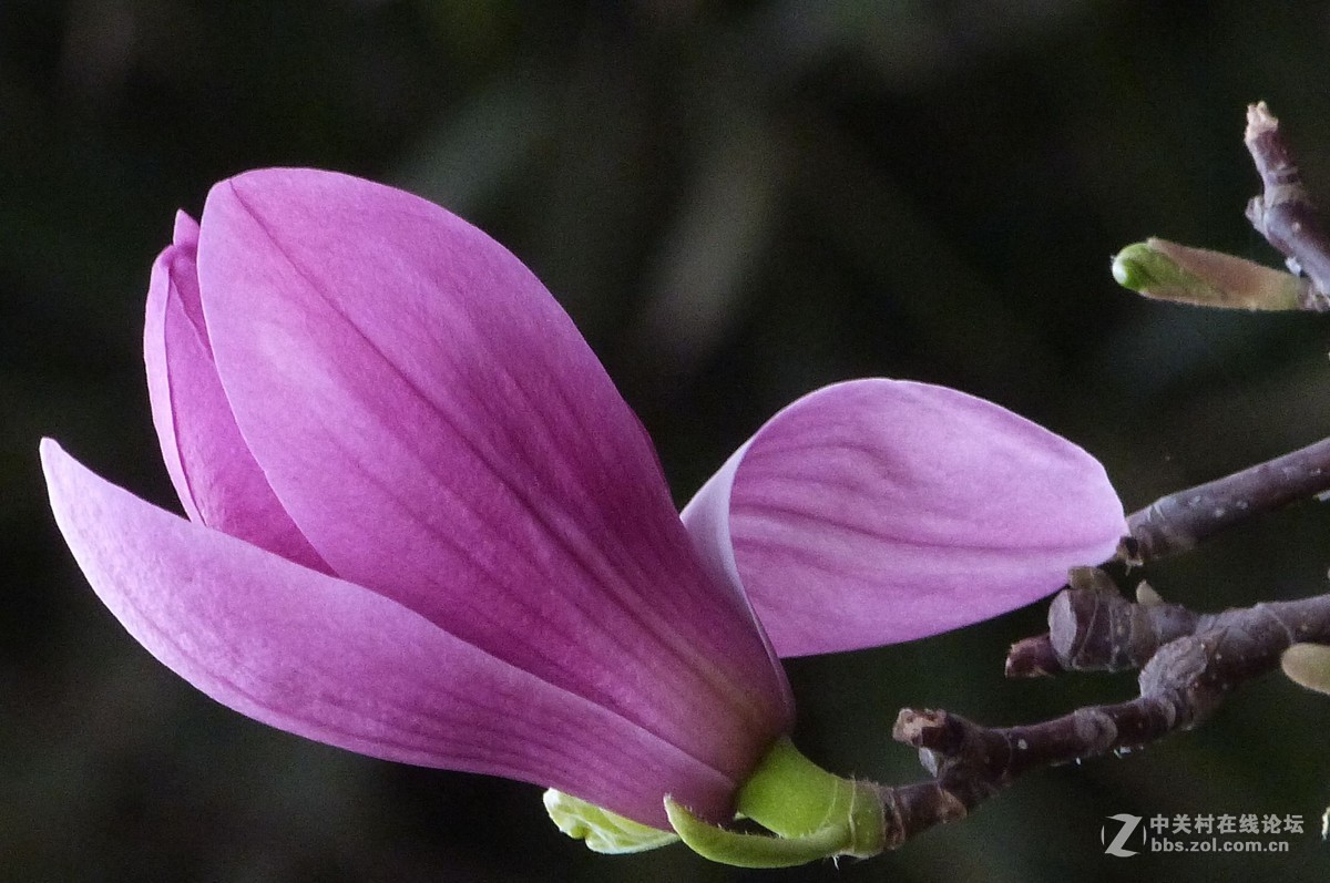 很久没有来了，今天拍机片桃花給松下各位版主祝兴。