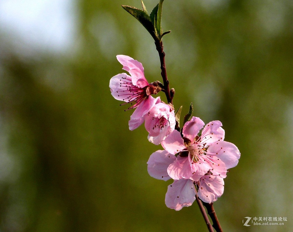 很久没有来了，今天拍机片桃花給松下各位版主祝兴。