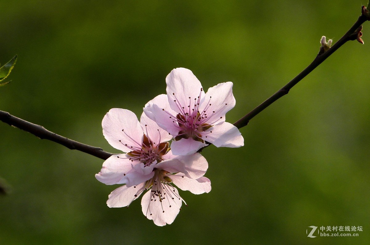 很久没有来了，今天拍机片桃花給松下各位版主祝兴。