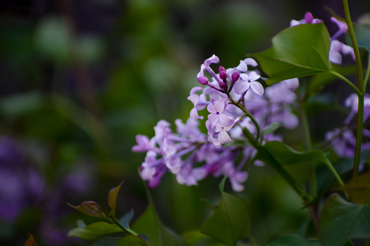 晚春花草杂记
