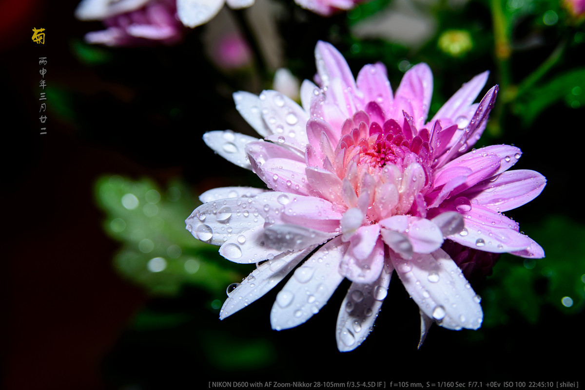 几片菊花~