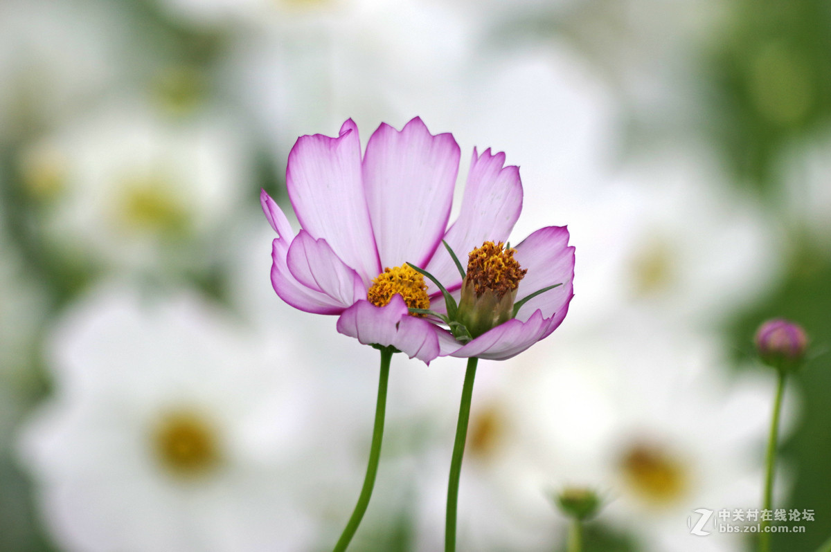 小花风物—秋樱雅韵