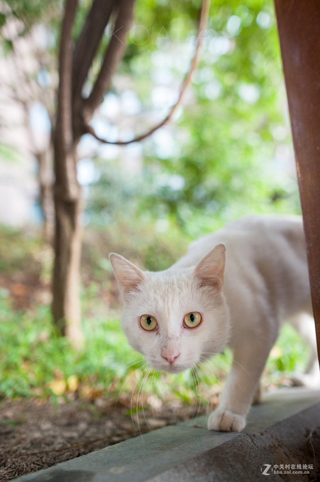 【考拉作品】霸气测漏的猫丐帮