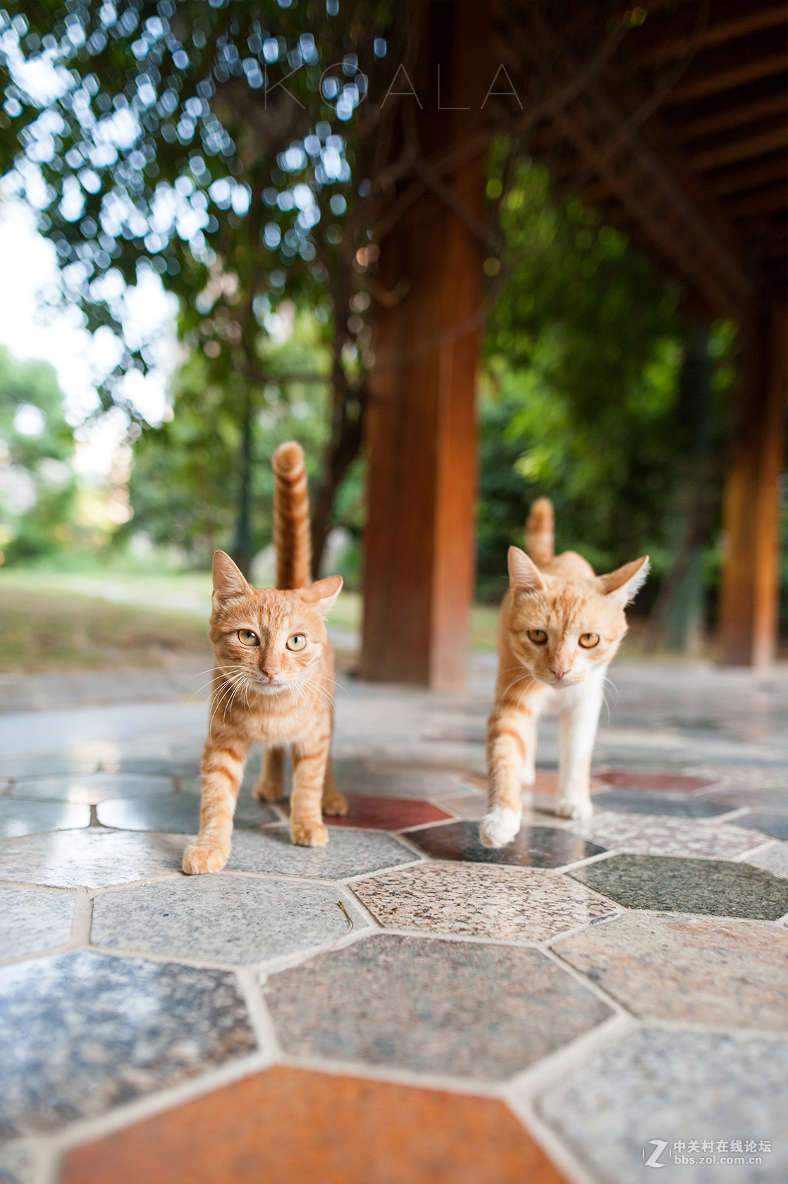 【考拉作品】霸气测漏的猫丐帮