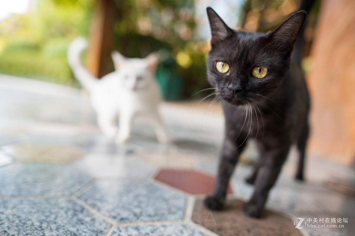 【考拉作品】霸气测漏的猫丐帮