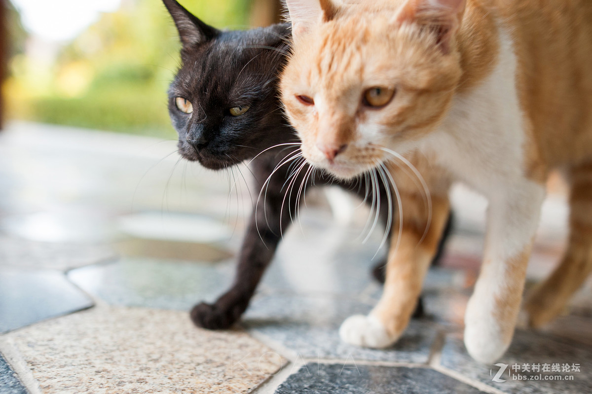 【考拉作品】霸气测漏的猫丐帮